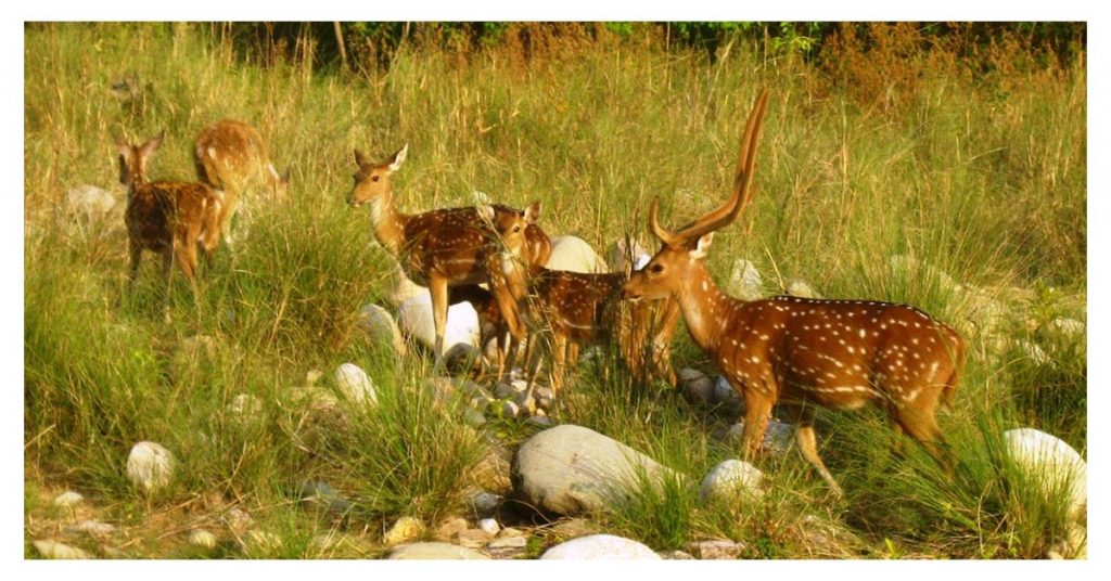 National Park Corbett