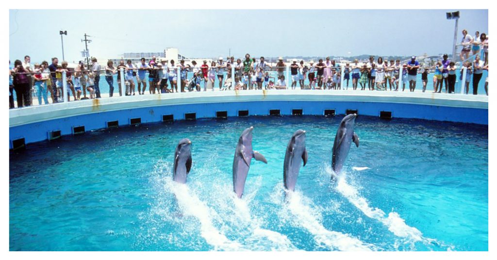 Gulfarium Marine Adventure Park