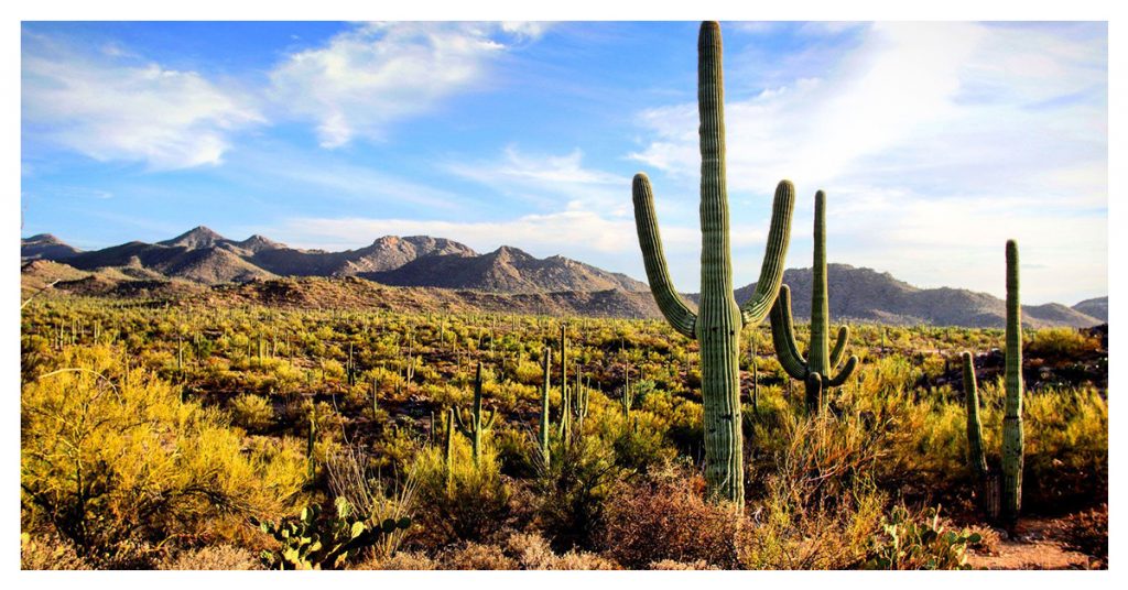 Saguaro National Park