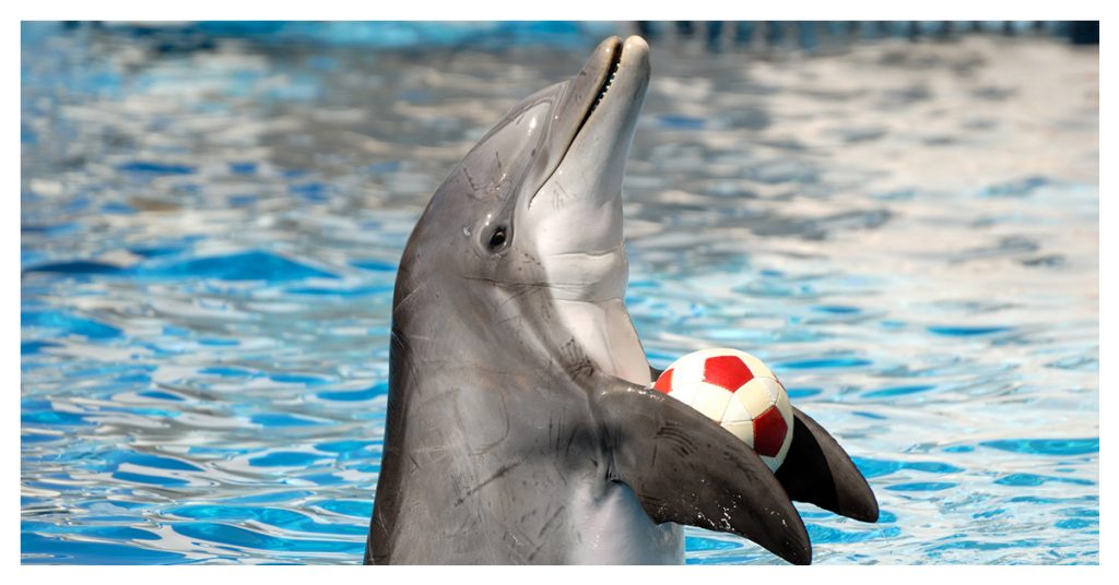 See Dolphins Up Close