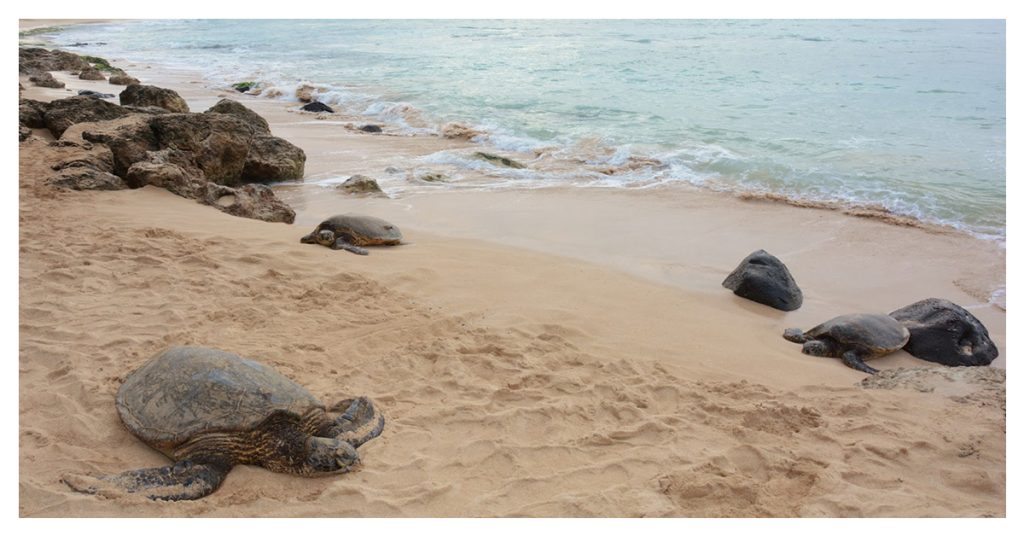 Visit Turtle Beach at Haleiwa