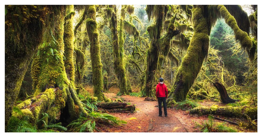 Hall of Mosses