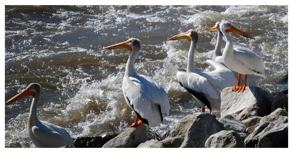 Birdwatching - Nevada’s Pyramid Lake