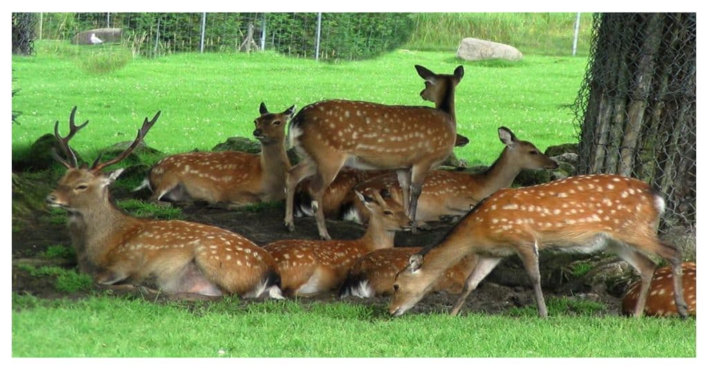 Deer Park