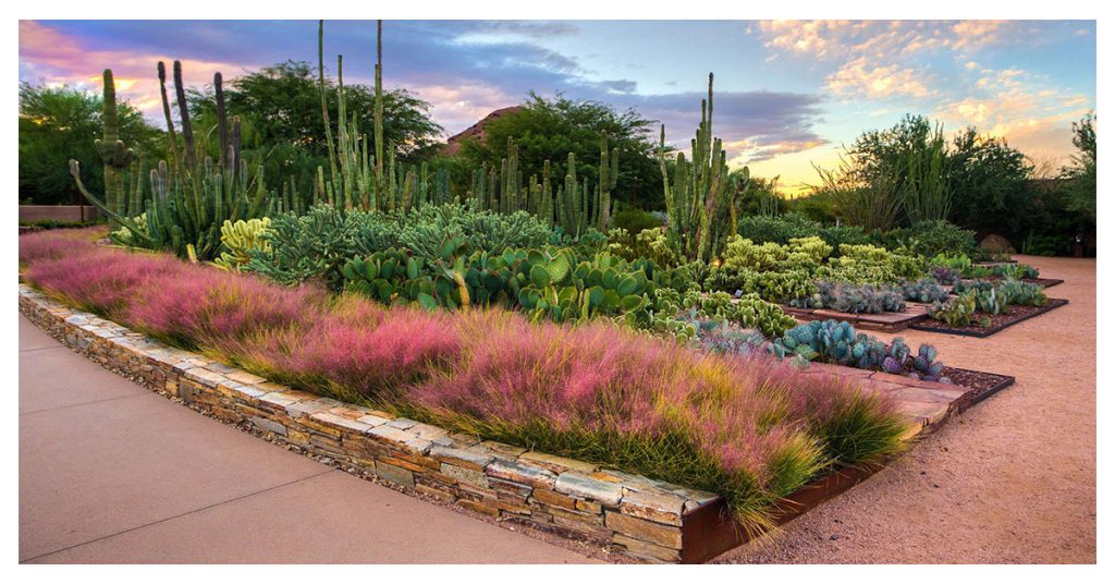 Desert Botanical Garden