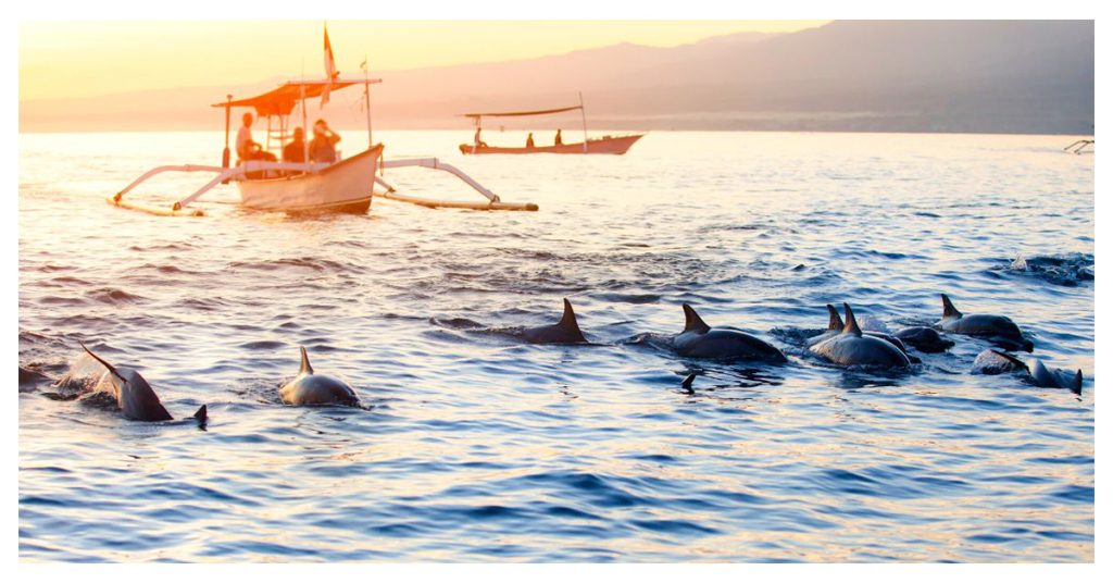 Dolphin-Watching Tour