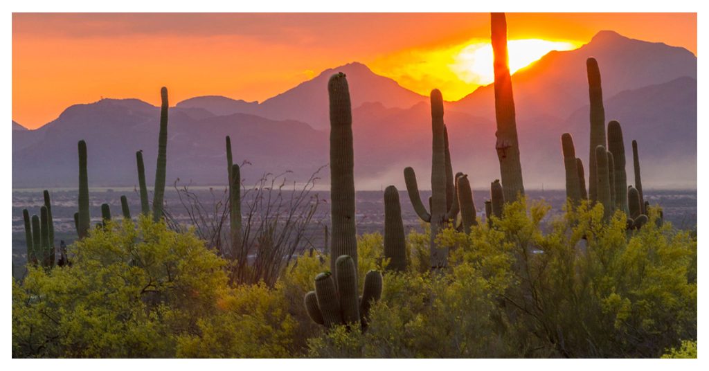 Saguaro National Park, Arizona