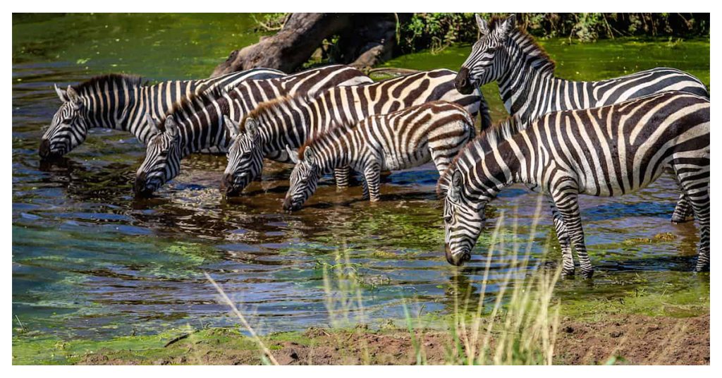 Explore Wildlife At Wares Ferry Road Nature Park