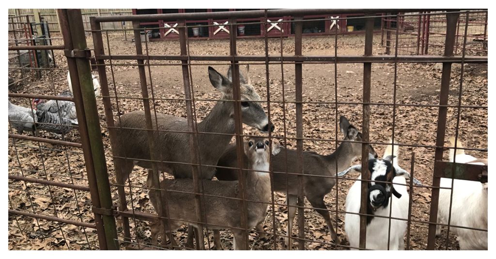 Hochatown Petting Zoo