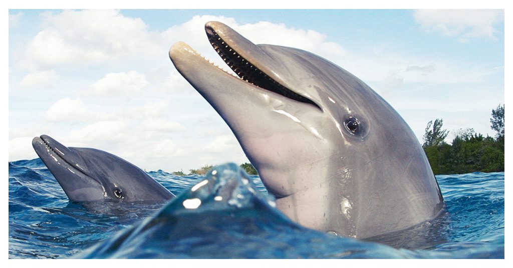 The Institute for Marine Mammal Studies