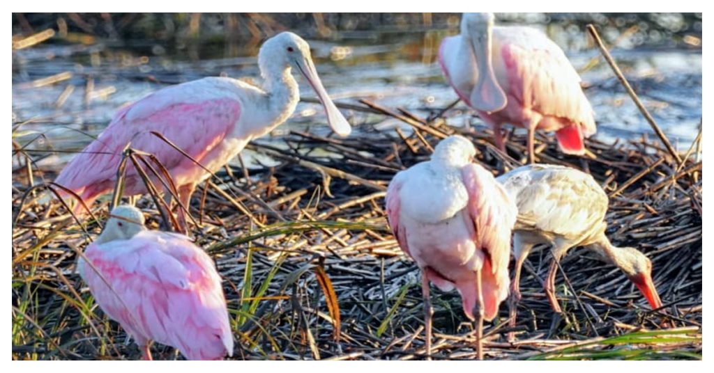 Watch Wildlife at Huntington Beach State Park, Murrells Inlet