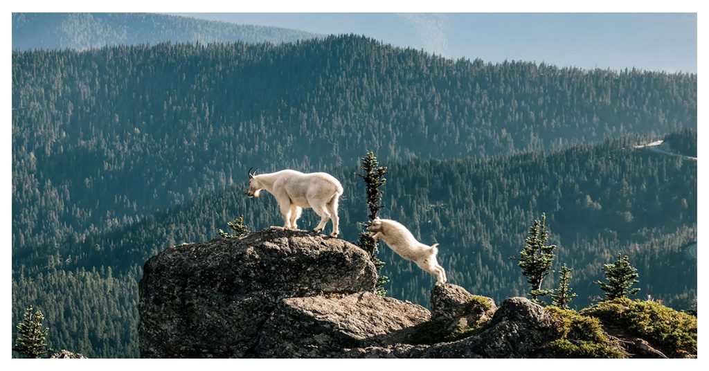 Goat Mountain