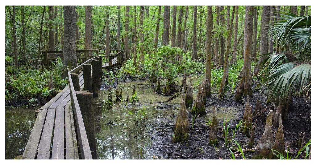Highlands Hammock