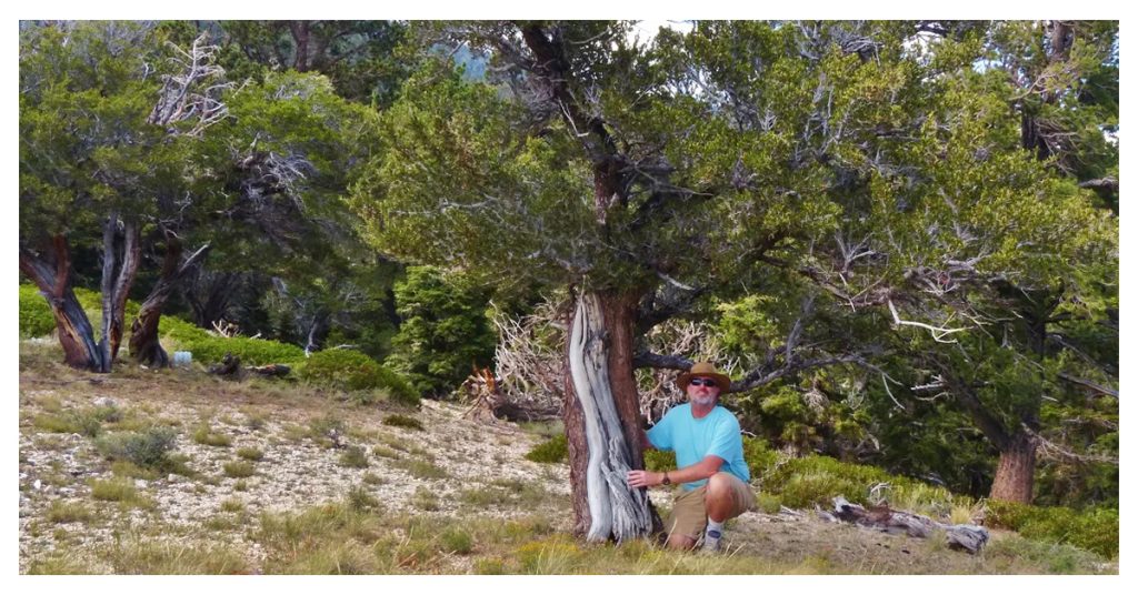 Mountain Mahogany