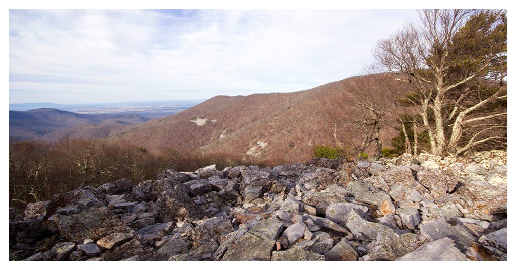 Mountain Trayfoot