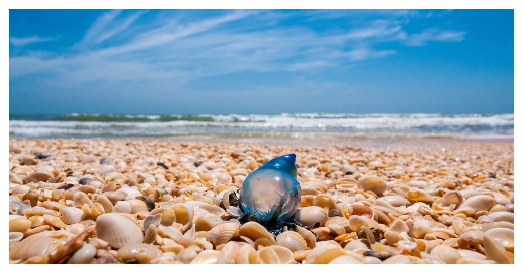 Padre Island National Seashore