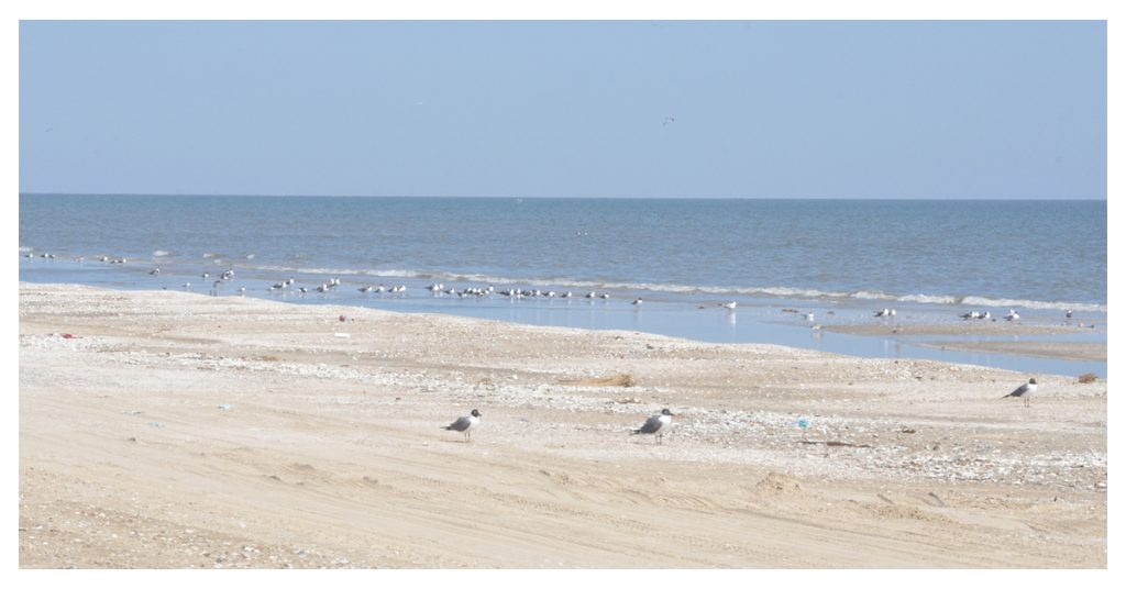 Choose between Holly Beach and the Cajun Riviera