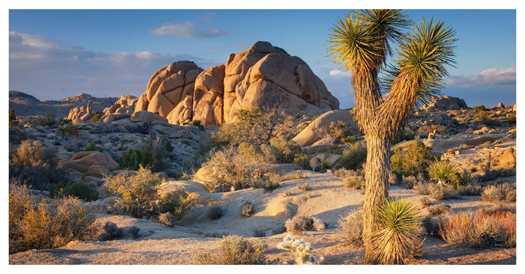 Joshua Tree National Park
