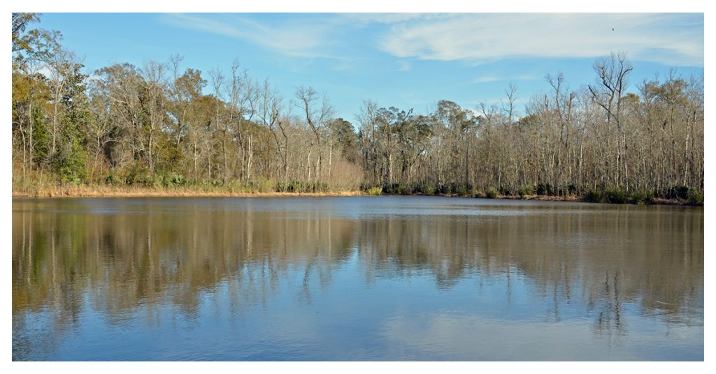 Palmetto Island