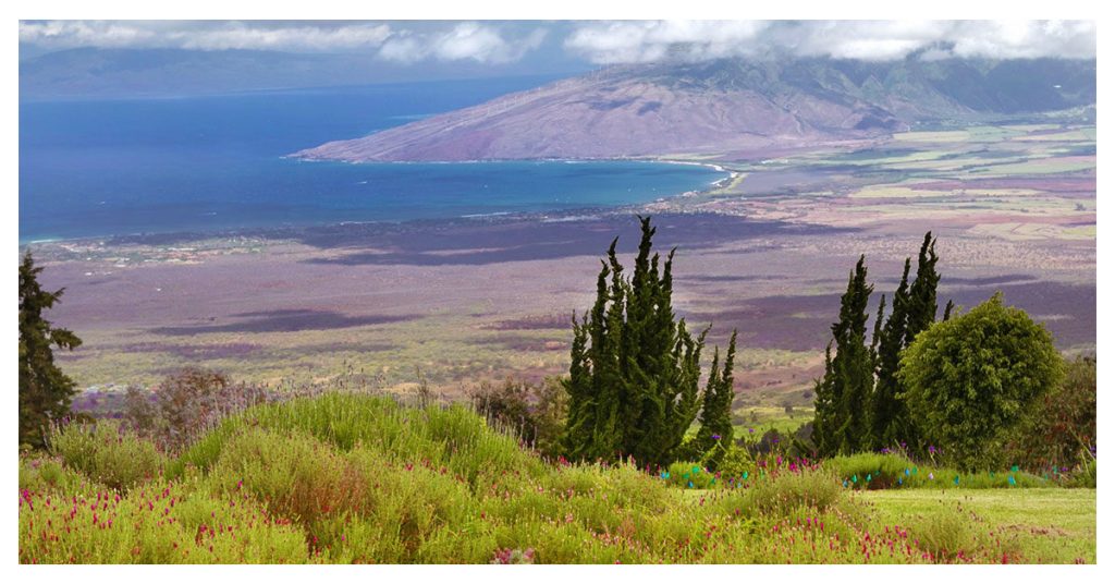 Ali'i Kula Lavender Farm, Maui