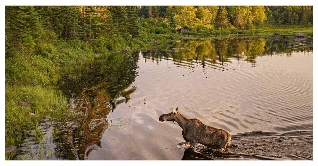 Moosehead Lake