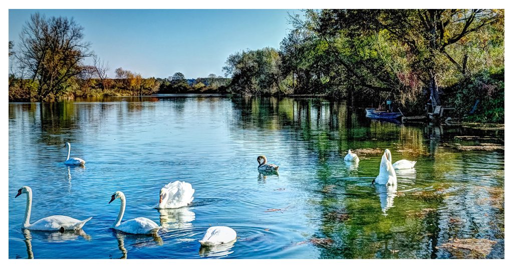 Swan Lake