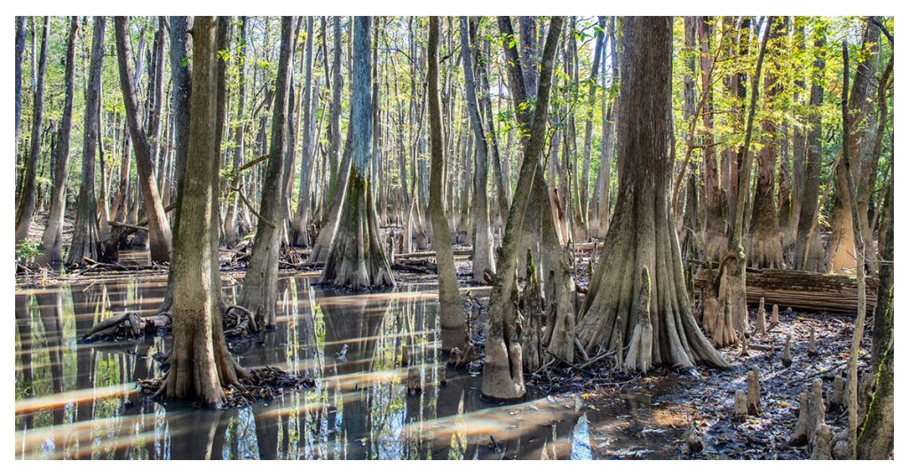 Congaree National Park