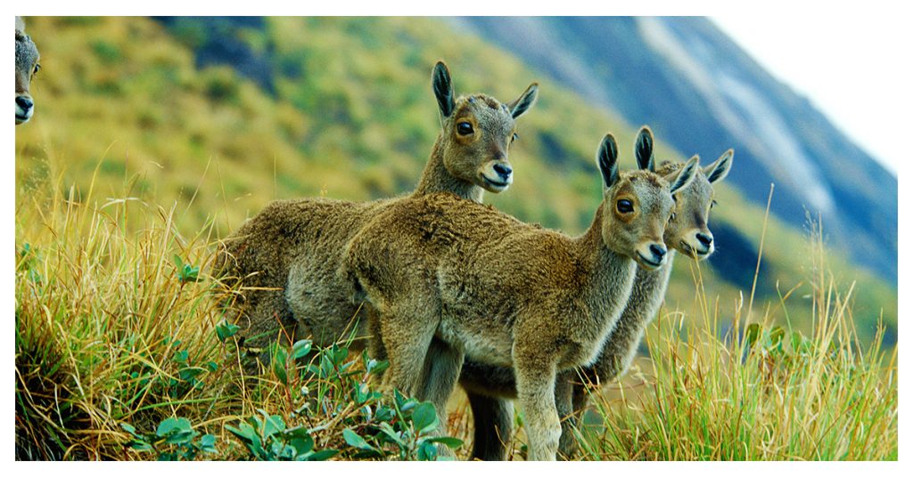 honeymoon in Munnar