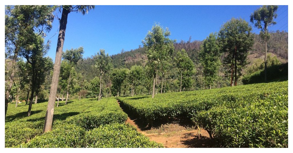 High Fields Tea Factory