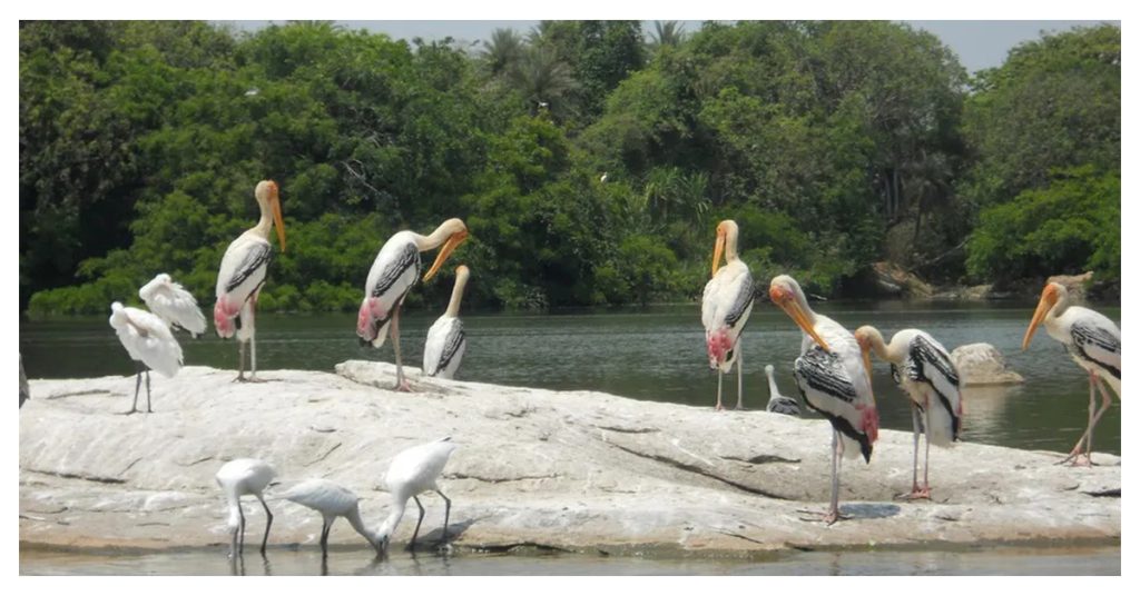 Kumarakom Bird Sanctuary