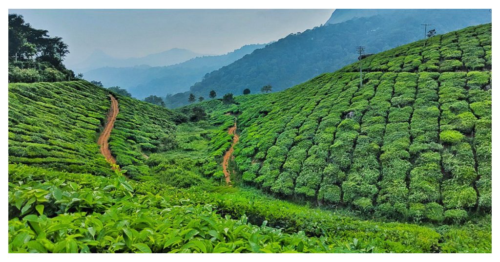 Tea Gardens