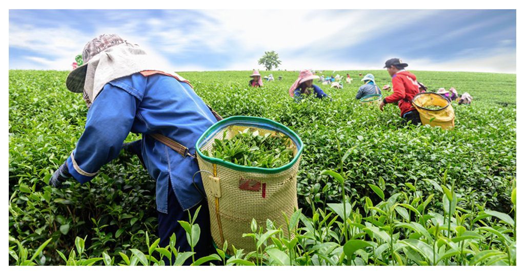Tea Plantation