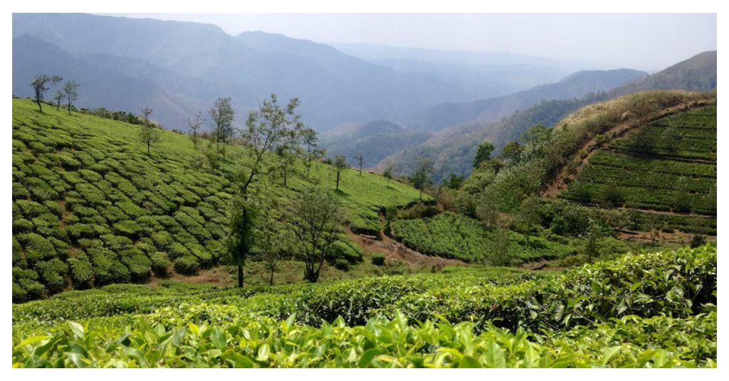 Wander Through Scenic Tea Gardens