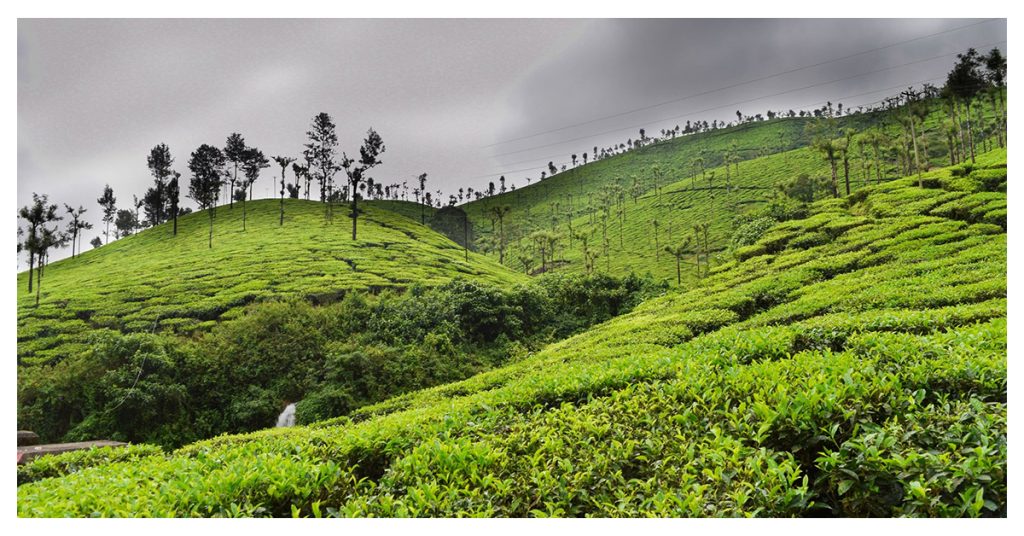 Wander Through Scenic Tea Gardens