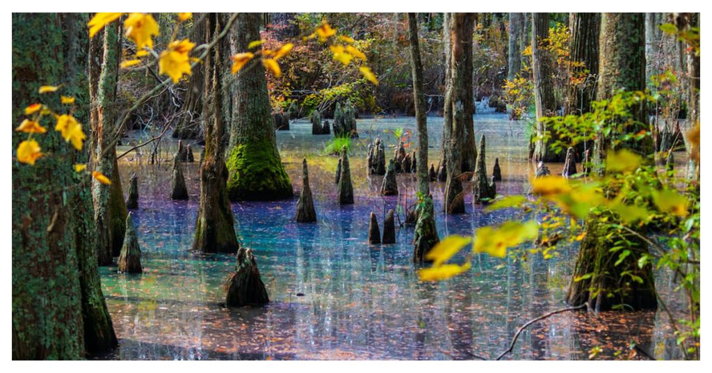 First Landing State Park