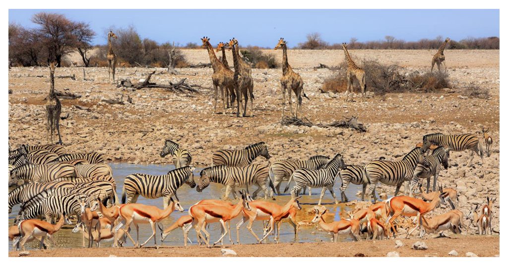 Namibia and Etosha National Park