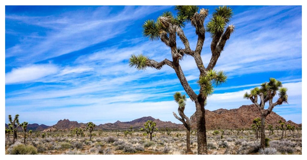 San Diego to Joshua Tree