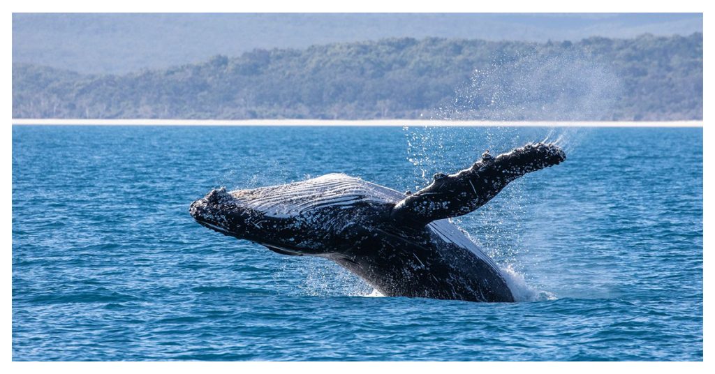 Whale Watching