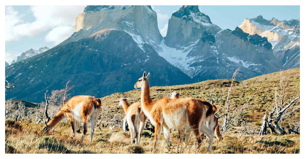 Patagonia