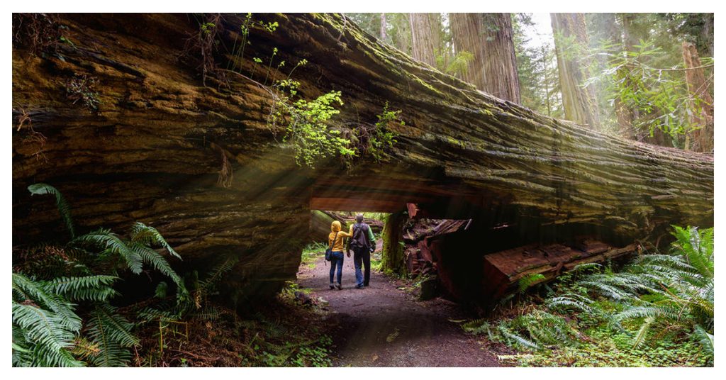 Redwood National and State Parks