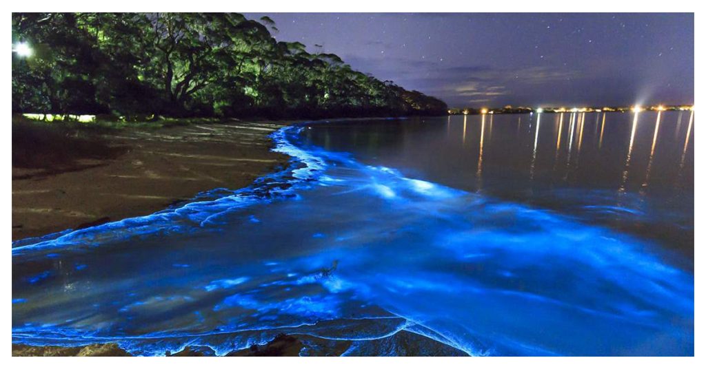 Bioluminescent Dolphin Cruise