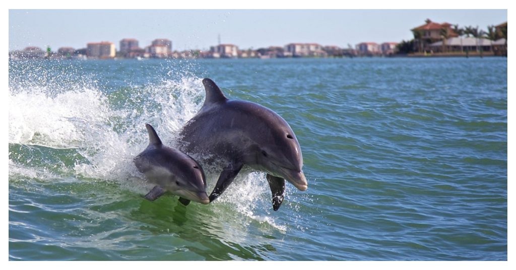 Dolphin Delight