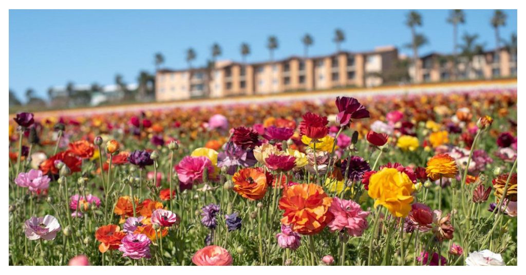 Flower Fields