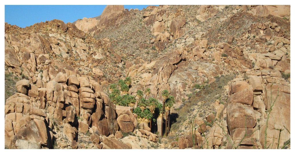 Lost Palms Oasis Trail