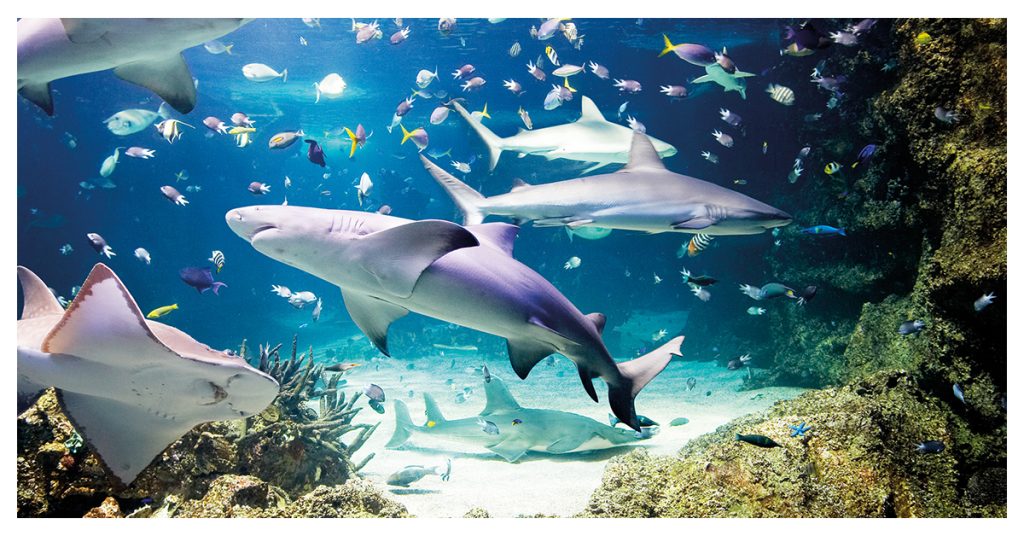 SEA LIFE Aquarium