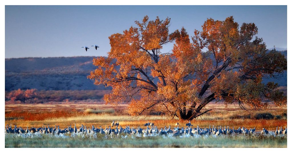 Bosque del Apache National Wildlife Refuge