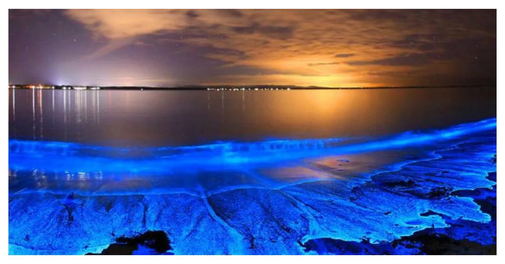 Magical Bioluminescence