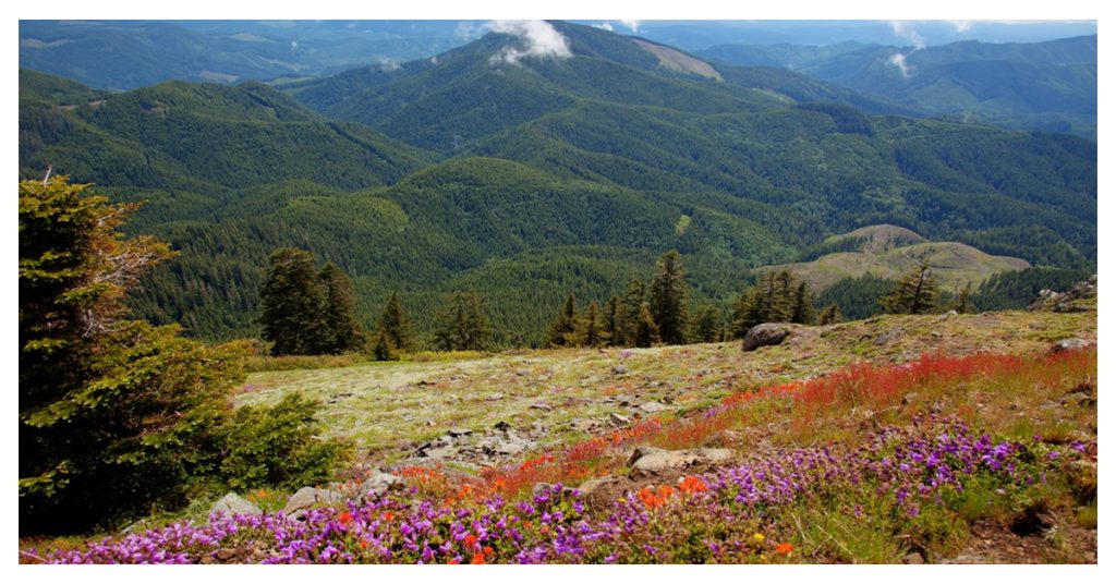 Marys peak scenic botanical area