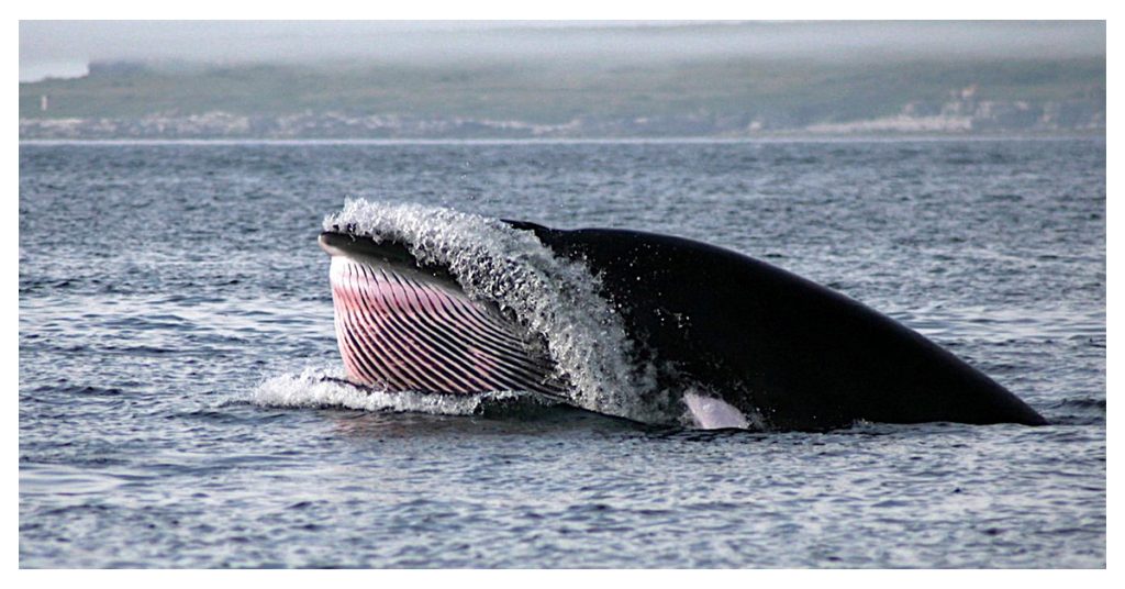 minke whales