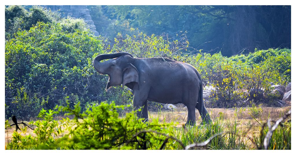 Nehru Zoological Park